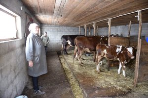 Болезни коров бруцеллез