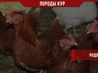 Куры Родонит дома