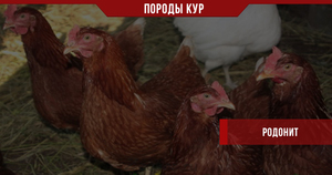 Куры Родонит дома