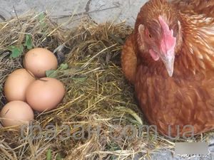 Яйценоскость кур Родонит