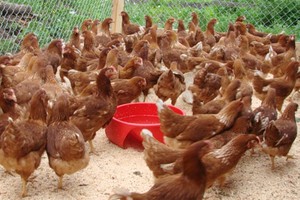 Куры и их содержание дома