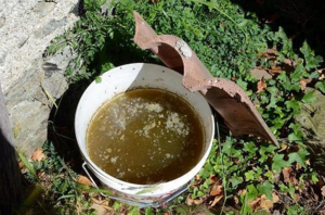 Крапива используется для подкормки и для борьбы с вредителями