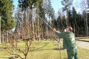 Описание способа применения железного купороса от лишайников и мхов