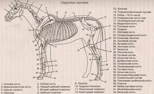 Как устроен скелет лошади