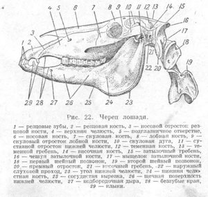 Анатомия лошади