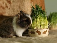 Маленький кролик