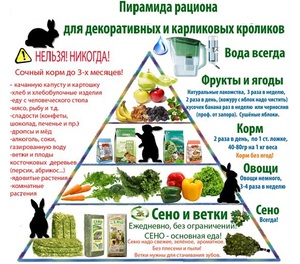 Схема питания кролика