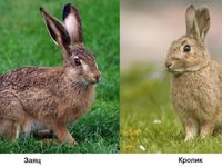 Заяц-Кролик