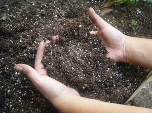 Характеристика азотных удобрений для огурцов