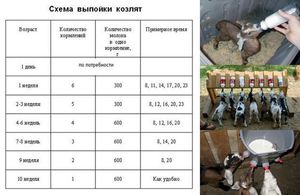 Как кормить козлят 