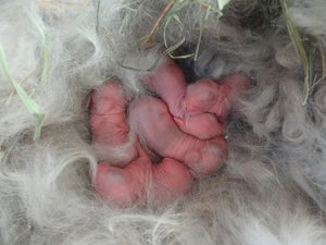 Крольчата