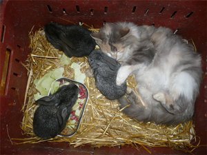 Кролики