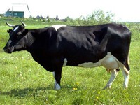 Продуктивность коров