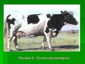 Коровы