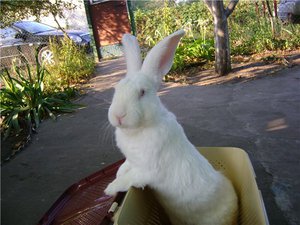 Белый великан в корзине