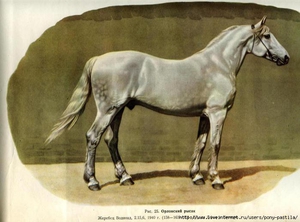 Орловская рысистая