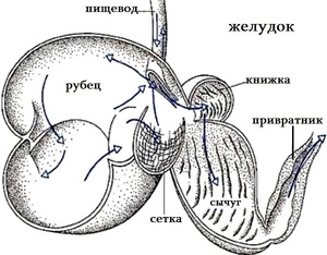 Желудок коровы