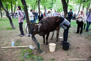 Сколько дают молока  коровы 