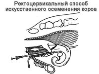 Как осеменяют коров