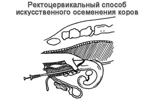 Как осеменяют коров