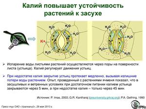 Калий в жизни растений