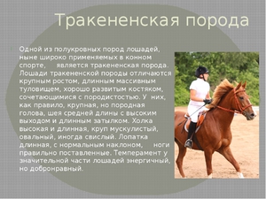 Описание тракенской породы лошадей