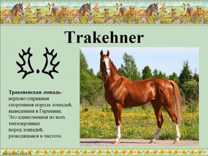 Клеймо тракена Клеймо для клеймения тракенов