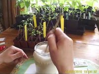 Подкормка рассады дрожжами фото