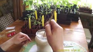 Подкормка рассады дрожжами фото
