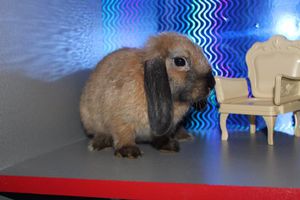 Маленький кролик фото