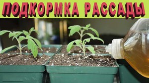 Виды подкормок для роста рассады