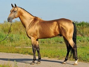Разведение Саврасой масти