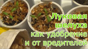 Луковая шелуха как удобрение фото 