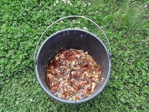 Луковая шелуха от вредителей  фото 