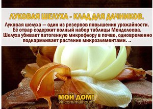 Луковая шелуха клад для дачников  фото 