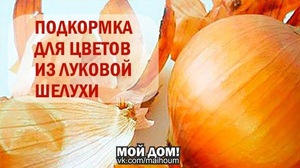 Подкормка для цветов фото 