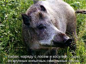 Питание в лесу в любое время года