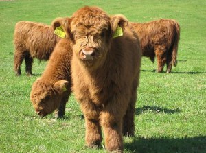 Пушистая корова
