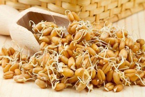 Проросшее зерно- подкормка для кур