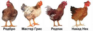 Куры породы редбро
