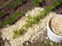 Особенности применения древесных опилок для удобрения огородов и садов