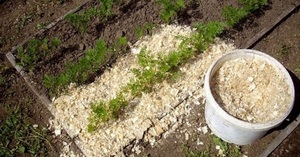 Особенности применения древесных опилок для удобрения огородов и садов