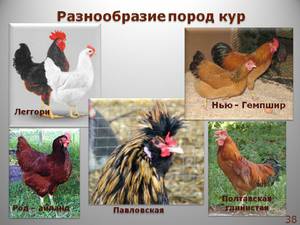 Содержание курей