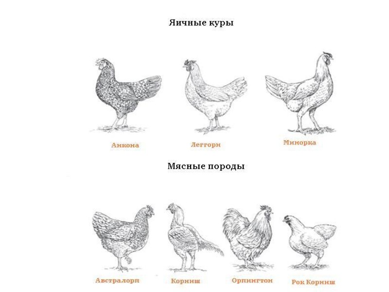 Какие есть породы кур Породы кур