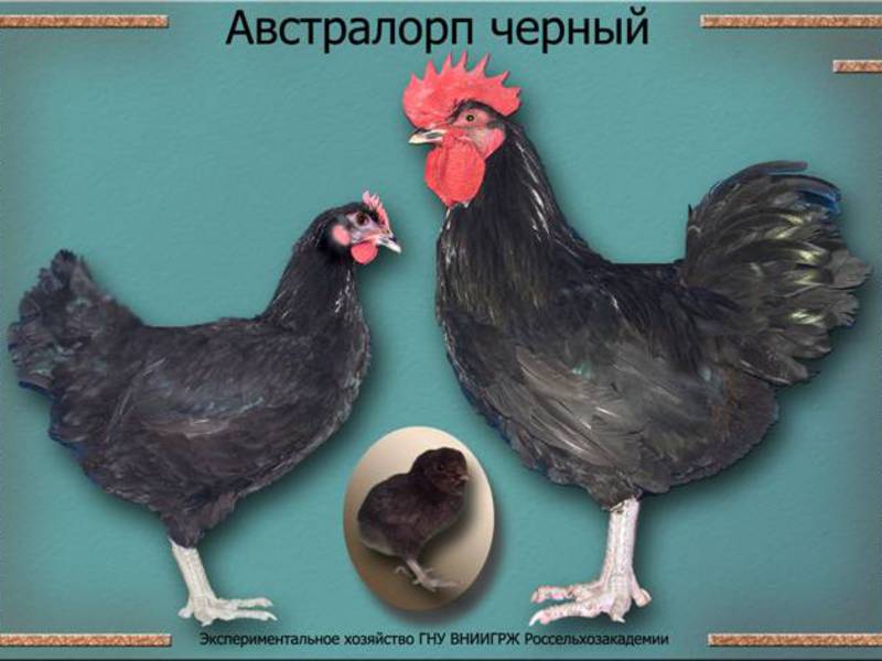 Порода кур Как кормить курей несушек