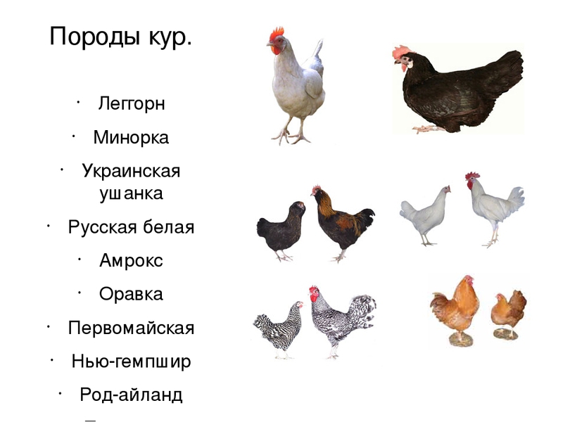 Продуктивность кур Как выбрать породу курей