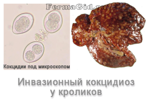 Причины заболевания кокцидиоза