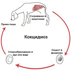 Почему заболели кролики