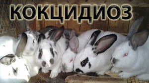 Как лечить кроликов