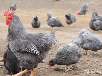 Как выглядит курица породы доминант